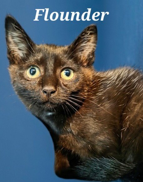 FLOUNDER - Domestic Short Hair available for adoption