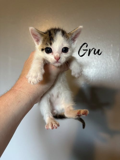 GRU - Domestic Short Hair available for adoption