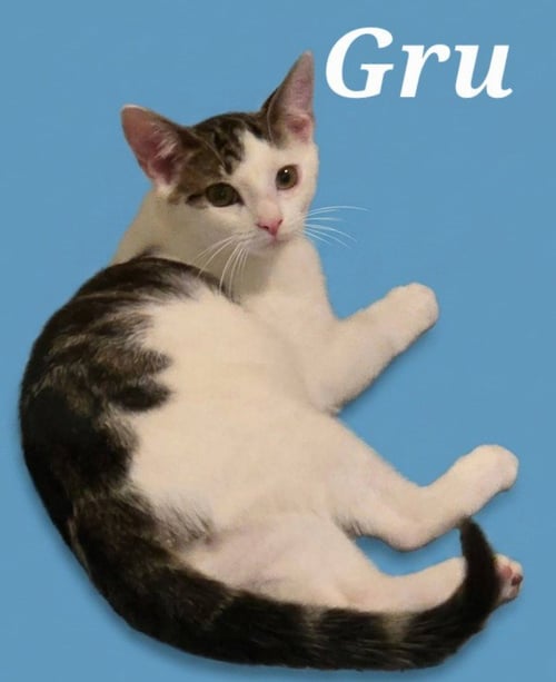 GRU