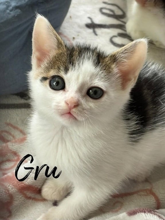 Gru Image