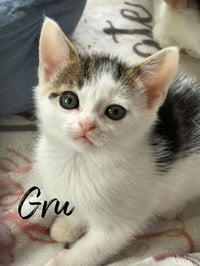 Gru - Photo 1