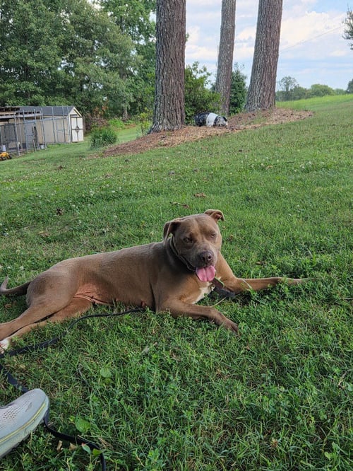 LOLA (COURTESY POST)