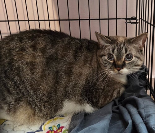 KHLOE - Siamese available for adoption