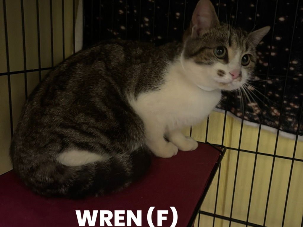 WREN - Domestic Short Hair available for adoption