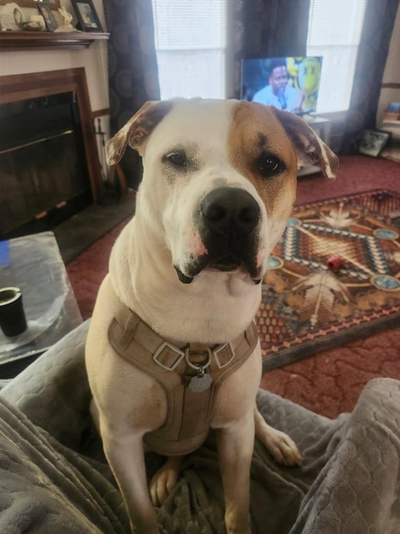 Rudy (Courtesy Post) Image