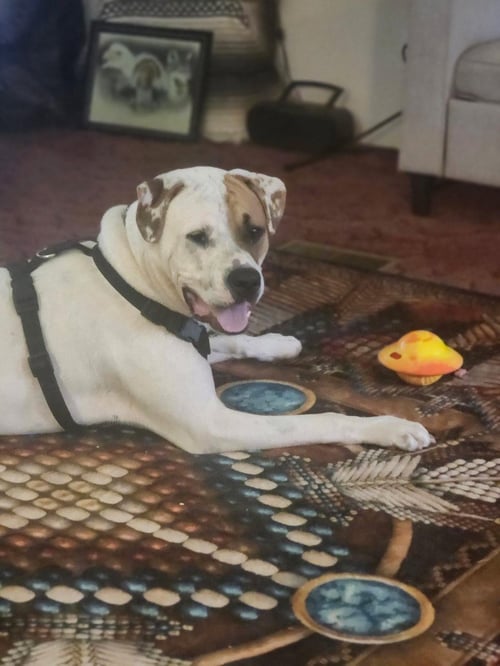 RUDY (COURTESY POST) - Terrier available for adoption