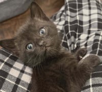 Pip - Photo 1
