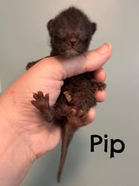 Pip - Photo 3