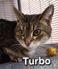 Turbo - Photo 2