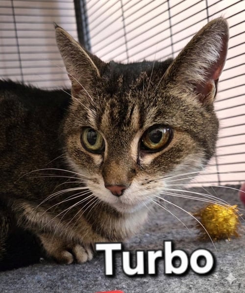 TURBO - Domestic Short Hair available for adoption
