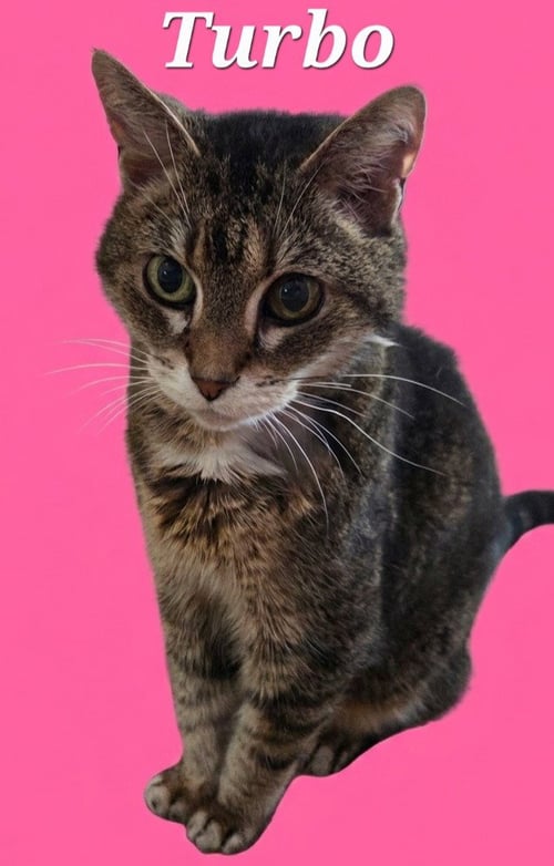 TURBO - Domestic Short Hair available for adoption