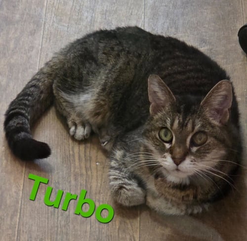 TURBO - Domestic Short Hair available for adoption