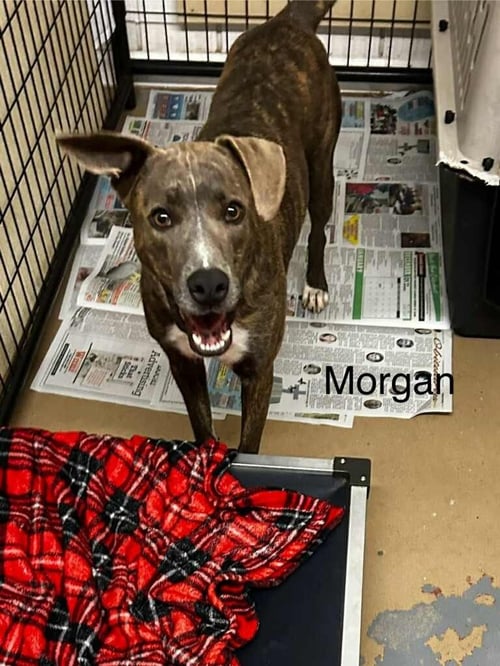 CAPTAIN MORGAN - Boxer available for adoption