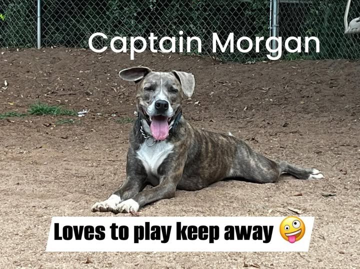 Captain Morgan Image