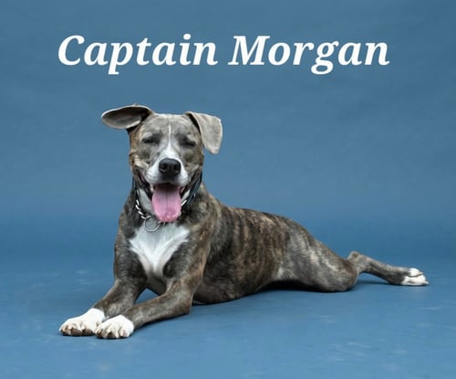 CAPTAIN MORGAN - Boxer available for adoption