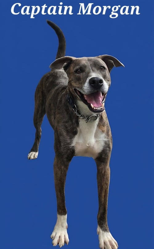 CAPTAIN MORGAN - Boxer available for adoption