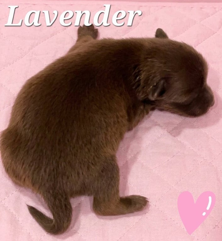 Lavender Image