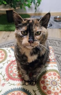 Kiki - Photo 1