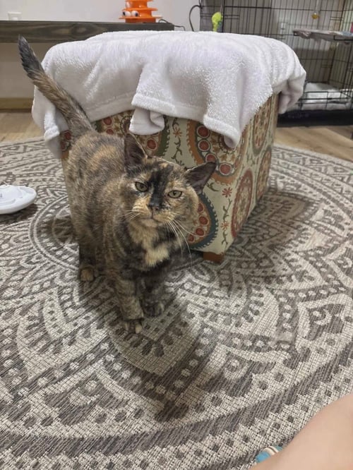 KIKI - Domestic Short Hair available for adoption