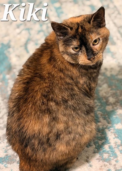 KIKI - Domestic Short Hair available for adoption