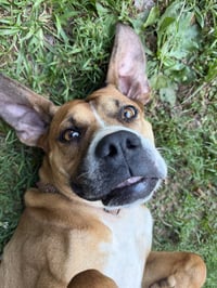 Nyla (Courtesy Post) - Photo 4