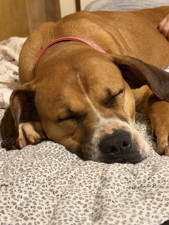 Nyla (Courtesy Post) Image
