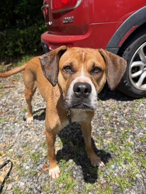 NYLA (COURTESY POST) - Pit Bull Terrier / Boxer available for adoption