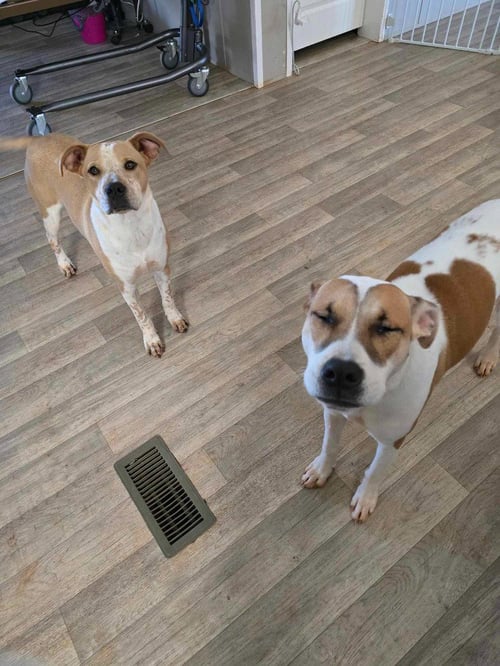 POPPI (COURTESY POST) - Boxer / Labrador Retriever available for adoption