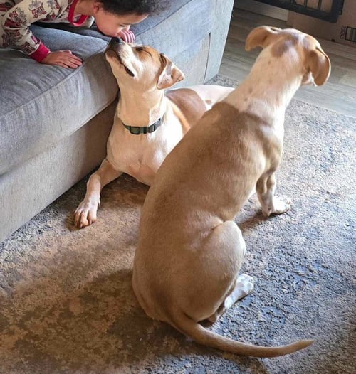 POPPI (COURTESY POST) - Boxer / Labrador Retriever available for adoption