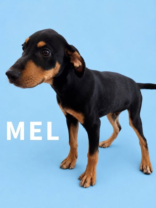 MEL - Labrador Retriever / Terrier available for adoption