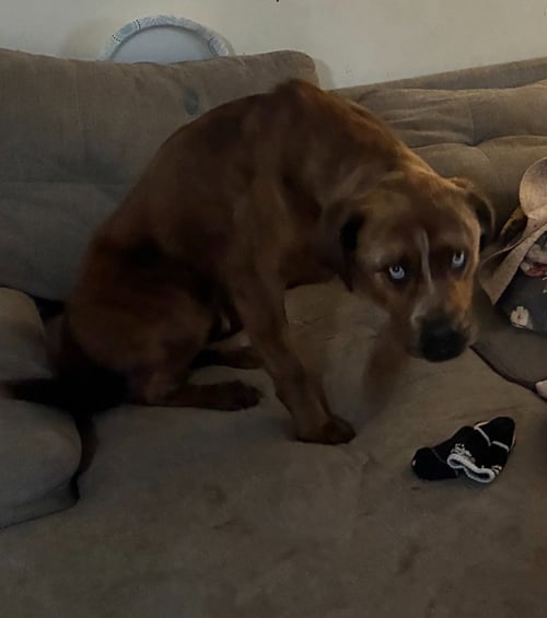 GRAVY (COURTESY POST) - Terrier available for adoption