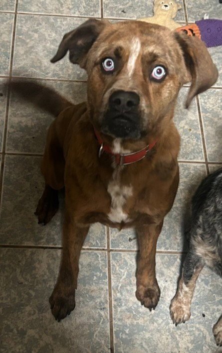 GRAVY (COURTESY POST) - Terrier available for adoption
