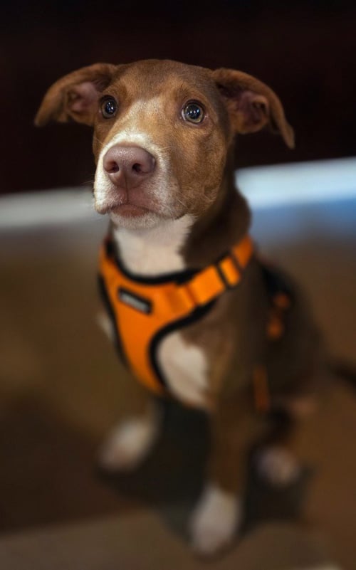 TEDDY - Hound / Feist available for adoption