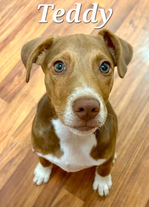TEDDY - Hound / Feist available for adoption