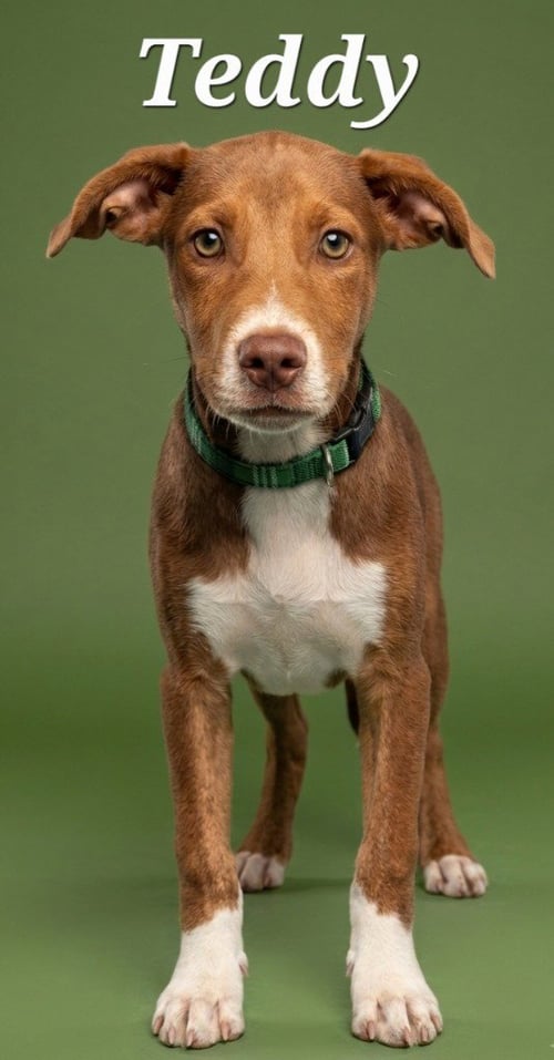 TEDDY - Hound / Feist available for adoption