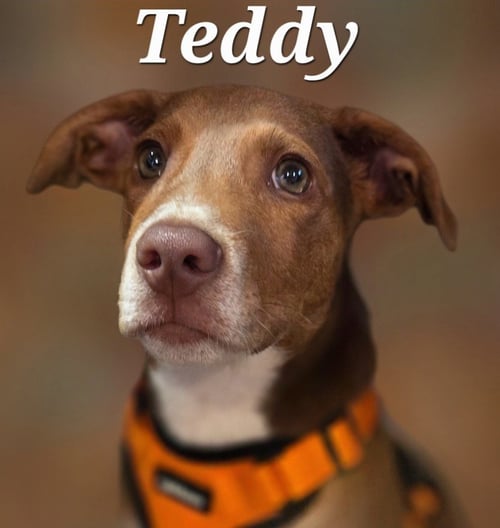 TEDDY - Hound / Feist available for adoption