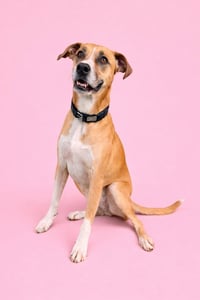 Cinnamon - Photo 1