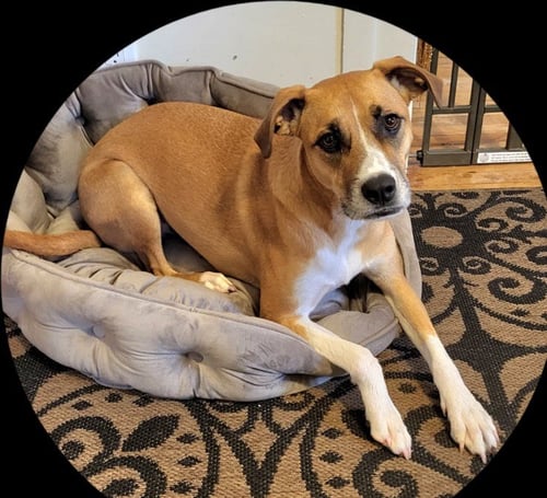 CINNAMON - Boxer available for adoption