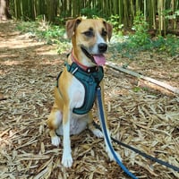 Cinnamon - Photo 3