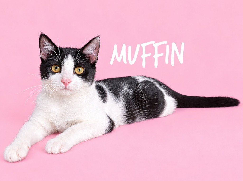 Muffin Image