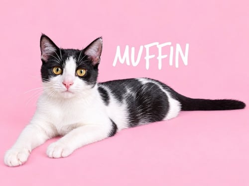 MUFFIN - Domestic Short Hair available for adoption