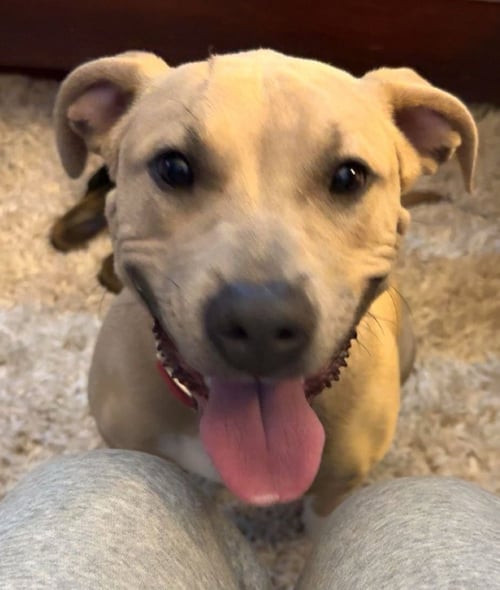 Z-LEE (COURTESY POST) - Terrier available for adoption
