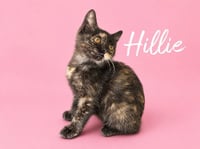 Hillie (Courtesy Post) - Photo 3