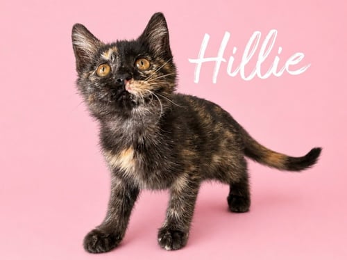 HILLIE (COURTESY POST) - Domestic Short Hair available for adoption