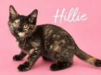 Hillie (Courtesy Post) - Photo 4