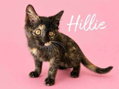 HILLIE (COURTESY POST) - Domestic Short Hair available for adoption