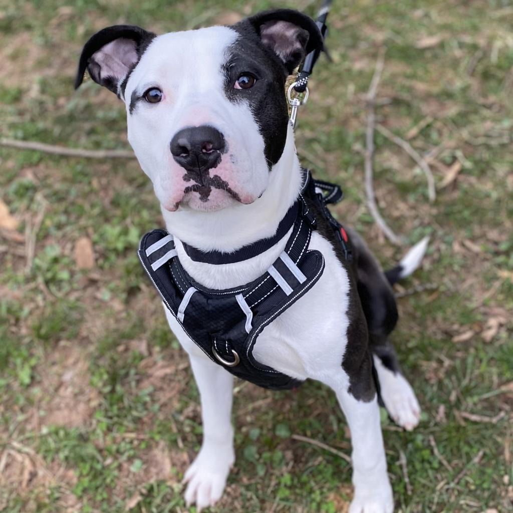 PIPPIN (COURTESY POST) - Great Dane / Pit Bull Terrier available for adoption