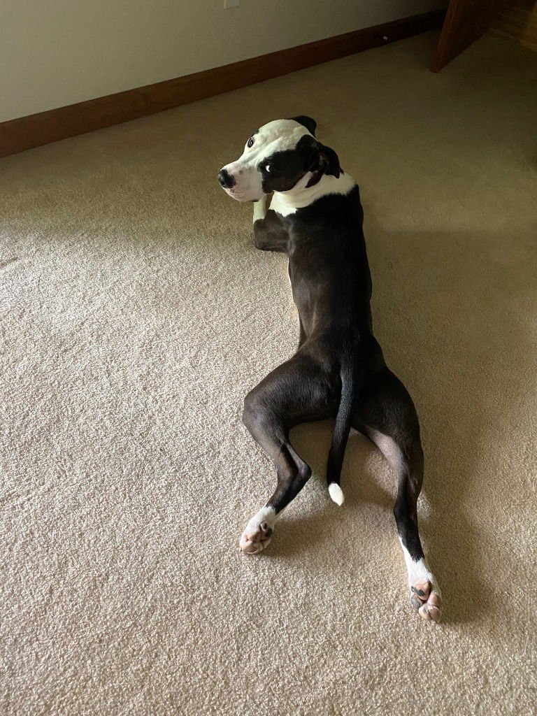 PIPPIN (COURTESY POST) - Great Dane / Pit Bull Terrier available for adoption