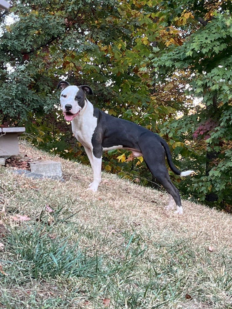 Pippin (Courtesy Post) - Photo 3