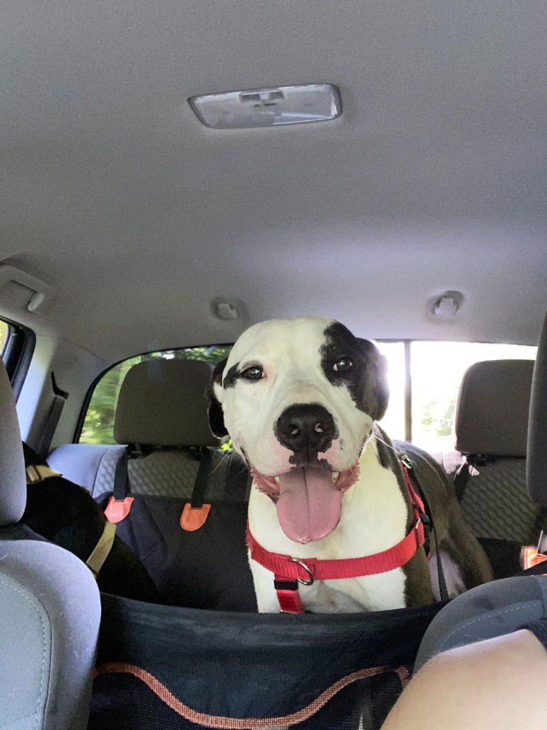 Pippin (Courtesy Post) - Photo 4